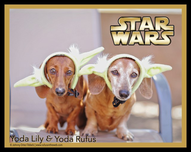 Yoda Lily & Yoda Rufus | May 2015.  Photo by: Tibbels & Tibbels ©