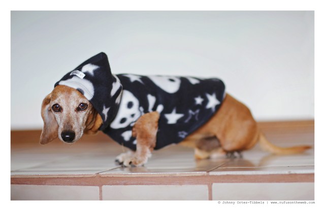 Rufus | May 2015.  Photo by: Johnny Ortez-Tibbels ©