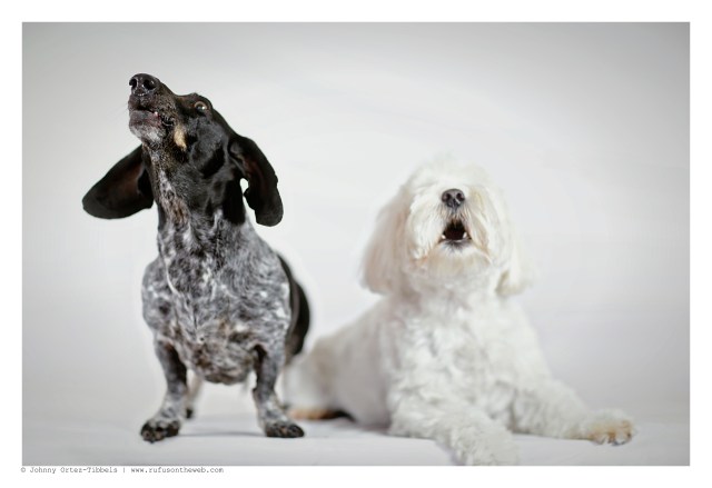 Davy Jones & Bentley | June 2015.  Photo by: Johnny Ortez-Tibbels ©