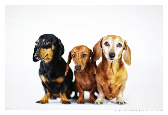 Emily, Lily & Rufus | June 2015.  Photo by: Johnny Ortez-Tibbels ©