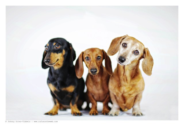 Emily, Lily & Rufus | June 2015.  Photo by: Johnny Ortez-Tibbels ©