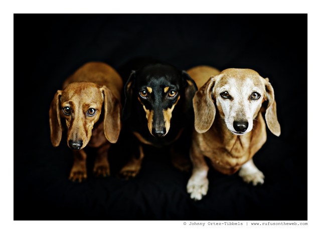 Lily, Emily & Rufus | June 2015.  Photo by: Johnny Ortez-Tibbels ©
