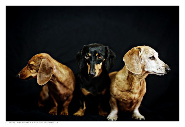 Lily, Emily & Rufus | June 2015.  Photo by: Johnny Ortez-Tibbels ©