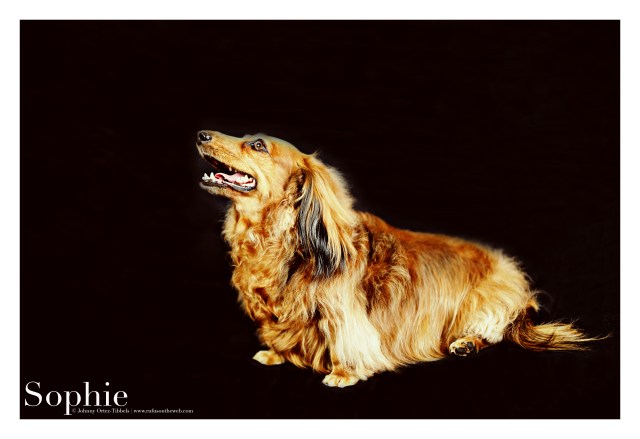 Sophie | June 2015.  Photo by: Johnny Ortez-Tibbels ©
