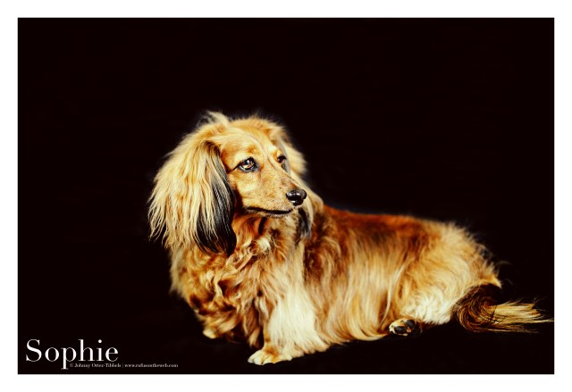 Dachshund, doxies, Longhair