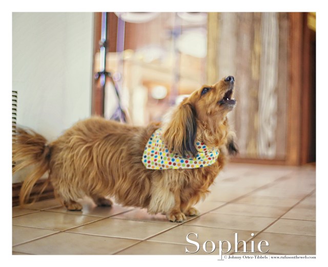 Sophie | June 2015.  Photo by: Johnny Ortez-Tibbels ©