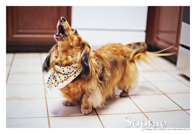 dachshund, doxies, longhair