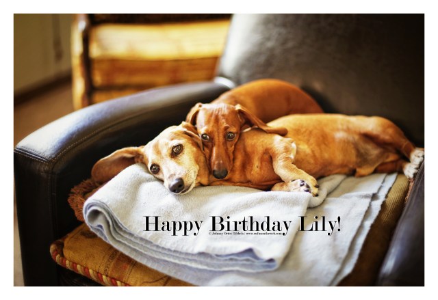 Rufus & Lily | July 2015.  Photo by: Johnny Ortez-Tibbels ©