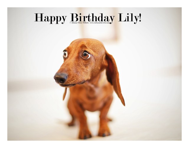 Lily | July 2015.  Photo by: Johnny Ortez-Tibbels ©