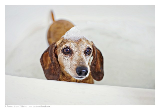 Rufus | July 2015.  Photo by: Johnny Ortez-Tibbels ©