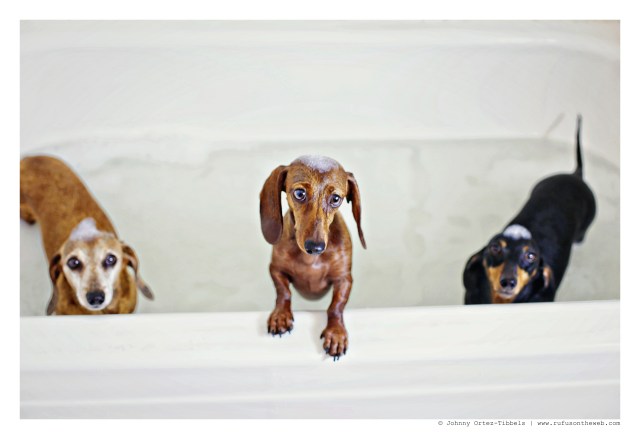 Rufus, Lily & Emily | July 2015.  Photo by: Johnny Ortez-Tibbels ©
