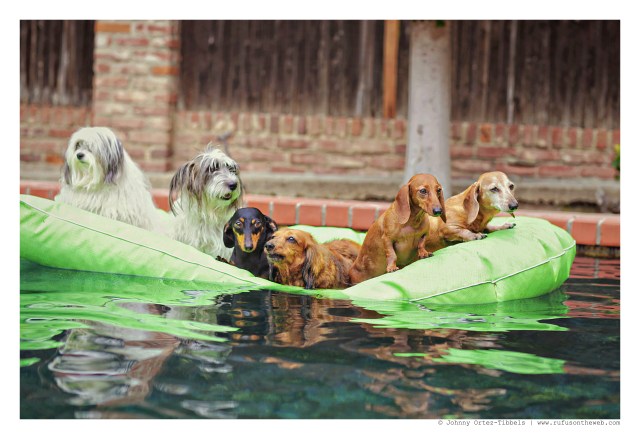 Pool Party | August 2015. Photo by: Johnny Ortez-Tibbels ©