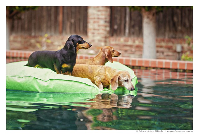 Emily, Rufus & Lily | August 2015. Photo by: Johnny Ortez-Tibbels ©