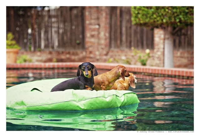 Emily, Lily & Rufus | August 2015. Photo by: Johnny Ortez-Tibbels ©
