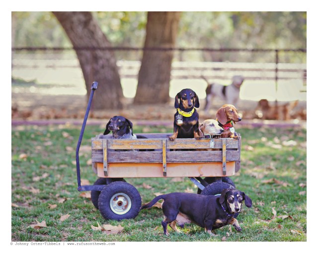 Davy Jones, Nicky, Lily, Emily & Rufus | August 2015.  Photo by: Johnny Ortez-Tibbels ©