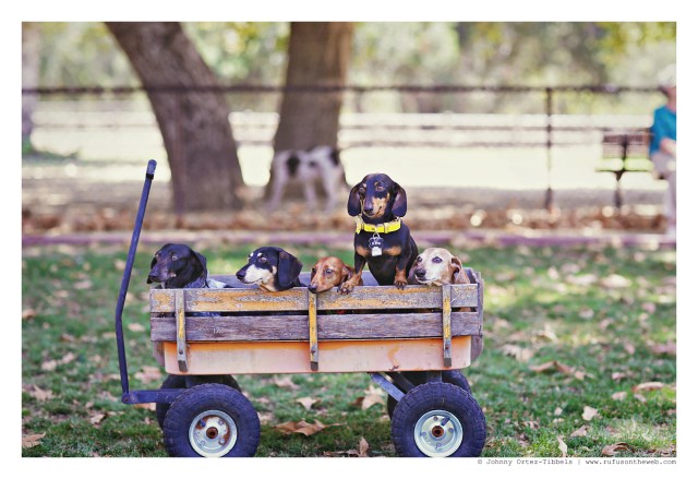 Davy Jones, Nicky, Lily, Emily & Rufus | August 2015.  Photo by: Johnny Ortez-Tibbels ©
