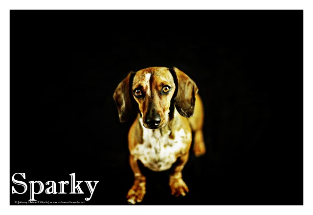 Sparky | August 2015.  Photo by: Johnny Ortez-Tibbels ©