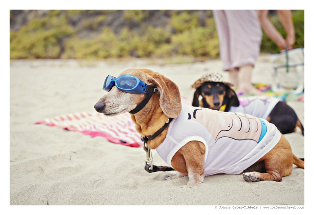 Rufus | August 2015.  Photo by: Johnny Ortez-Tibbels ©