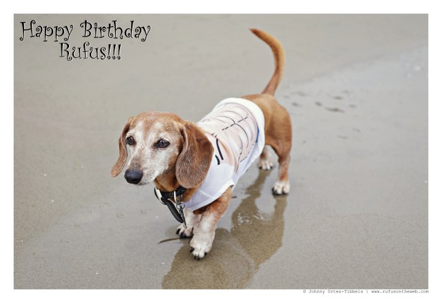 Rufus | August 2015. Photo by: Johnny Ortez-Tibbels ©