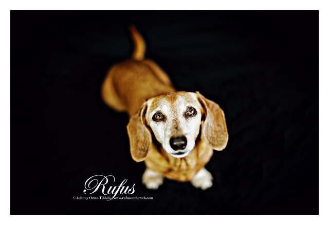 Rufus | June 2015.  Photo by: Johnny Ortez-Tibbels ©