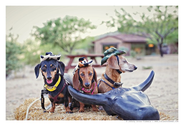 Emily, Lily & Rufus | June 2015.  Photo by: Johnny Ortez-Tibbels ©