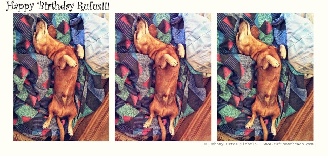 Rufus | August 2015. Photo by: Johnny Ortez-Tibbels ©