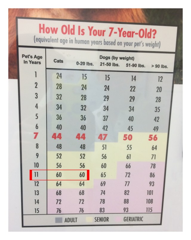 How Old Is Your Dog by Weight? 