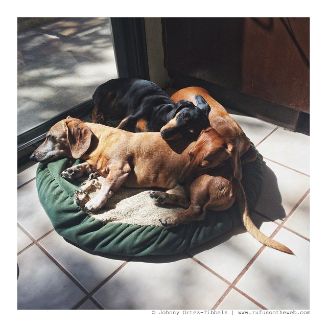 Rufus, Emily & Lily | September 2012.  Photo by: Johnny Ortez-Tibbels ©