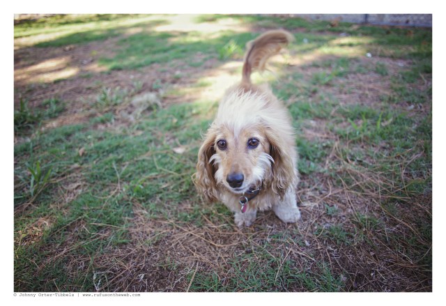 LA Doxies' Monthly Meetup | September 2012.  Photo by: Johnny Ortez-Tibbels ©