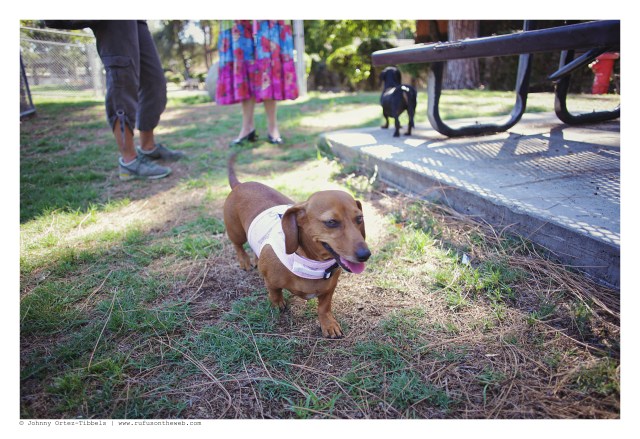 LA Doxies' Monthly Meetup | September 2012.  Photo by: Johnny Ortez-Tibbels ©