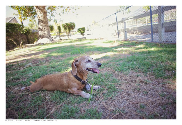LA Doxies' Monthly Meetup | September 2012.  Photo by: Johnny Ortez-Tibbels ©