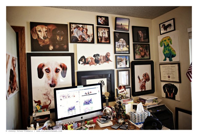 Showcasing some of my favorite professional portraits of my hounds | September 2012. Photo by: Johnny Ortez-Tibbels ©
