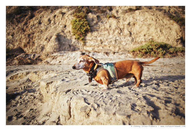 Rufus | September 2012. Photo by: Johnny Ortez-Tibbels ©