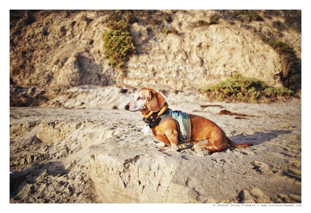 Rufus | September 2012. Photo by: Johnny Ortez-Tibbels ©