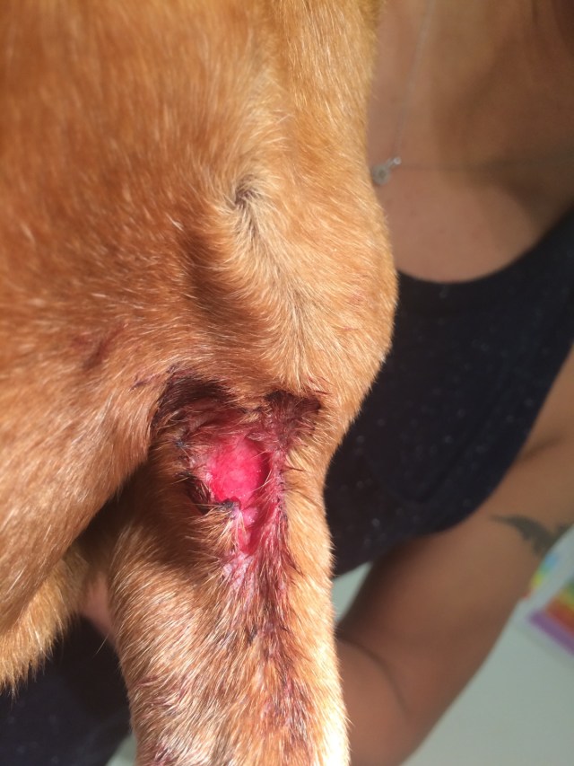 Rufus | September 2015. Photo by: Johnny Ortez-Tibbels ©