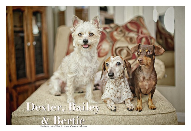 Dexter, Bailey & Bertie | August 2015.  Photo by: Johnny Ortez-Tibbels ©
