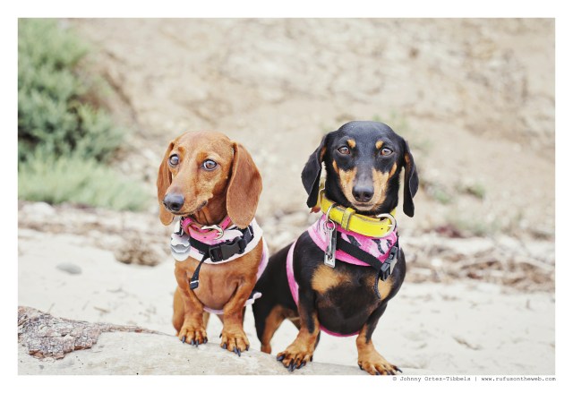Lily Blossom & Emily Sue | June 2015.  Photo by: Johnny Ortez-Tibbels ©