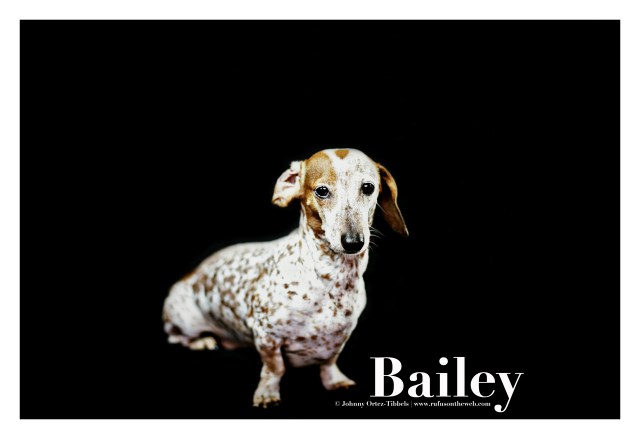Bailey | August 2015.  Photo by: Johnny Ortez-Tibbels ©