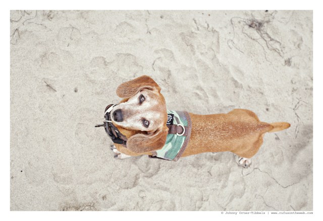 Rufus | June 2015. Photo by: Johnny Ortez-Tibbels ©