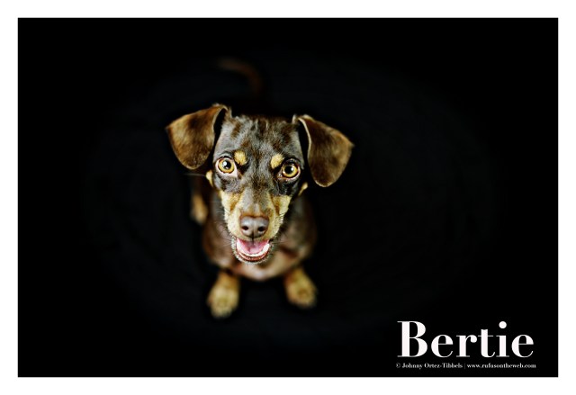 Bertie | August 2015.  Photo by: Johnny Ortez-Tibbels ©