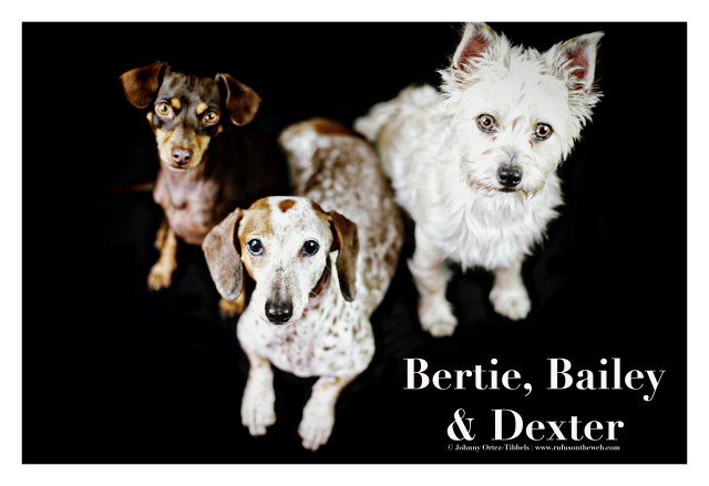 Bertie, Bailey & Dexter | August 2015.  Photo by: Johnny Ortez-Tibbels ©