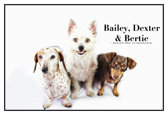 Bailey, Dexter & Bertie | August 2015.  Photo by: Johnny Ortez-Tibbels ©