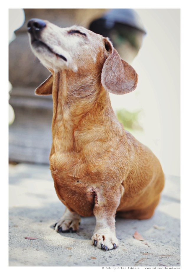 Rufus will live to see another day! | September 2015.  Photo by: Johnny Ortez-Tibbels ©