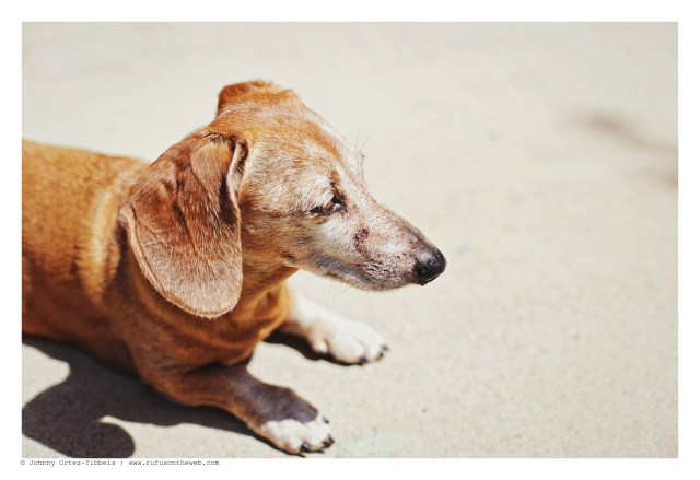 Rufus | September 2015.  Photo by: Johnny Ortez-Tibbels ©
