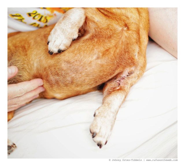 Rufus' stitches | September 2015.  Photo by: Johnny Ortez-Tibbels ©