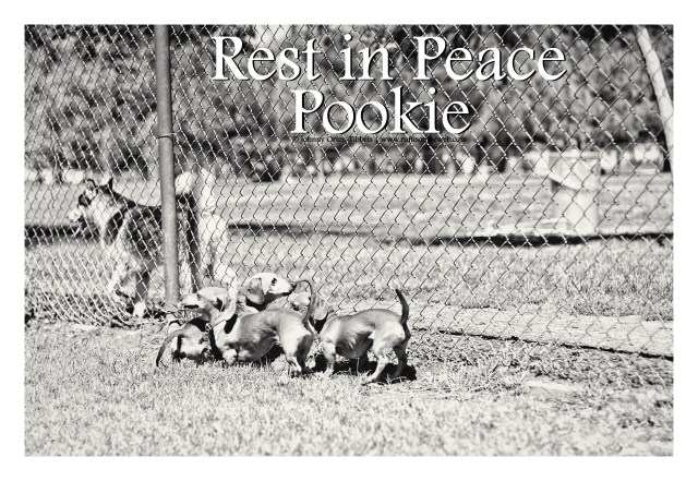Pookie and friends | August 2012.  Photo by: Johnny Ortez-Tibbels ©