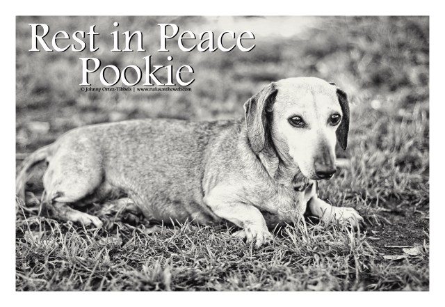 Dachshund, doxies, RIP