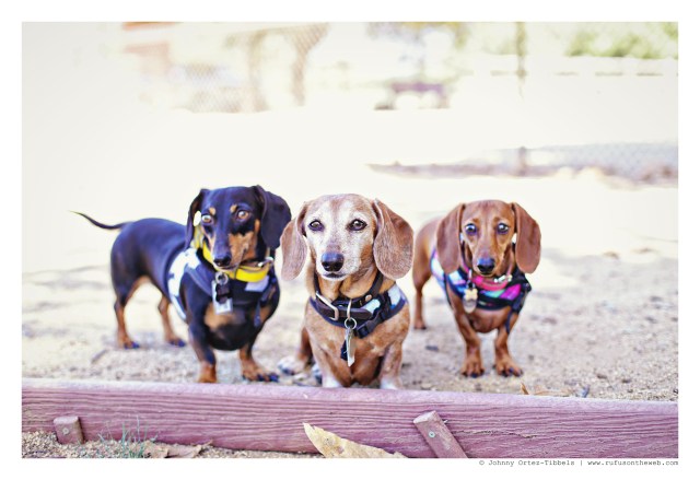 Emily, Rufus & Lily | September 2015.  Photo by: Johnny Ortez-Tibbels © 