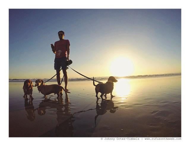 Dachshund Pack October Beach Day | October 2015. Photo by: Johnny Ortez-Tibbels ©