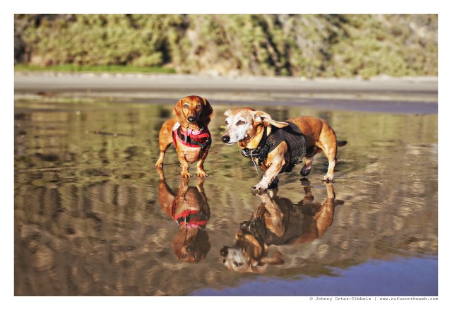 Lily & Rufus | October 2015. Photo by: Johnny Ortez-Tibbels ©
